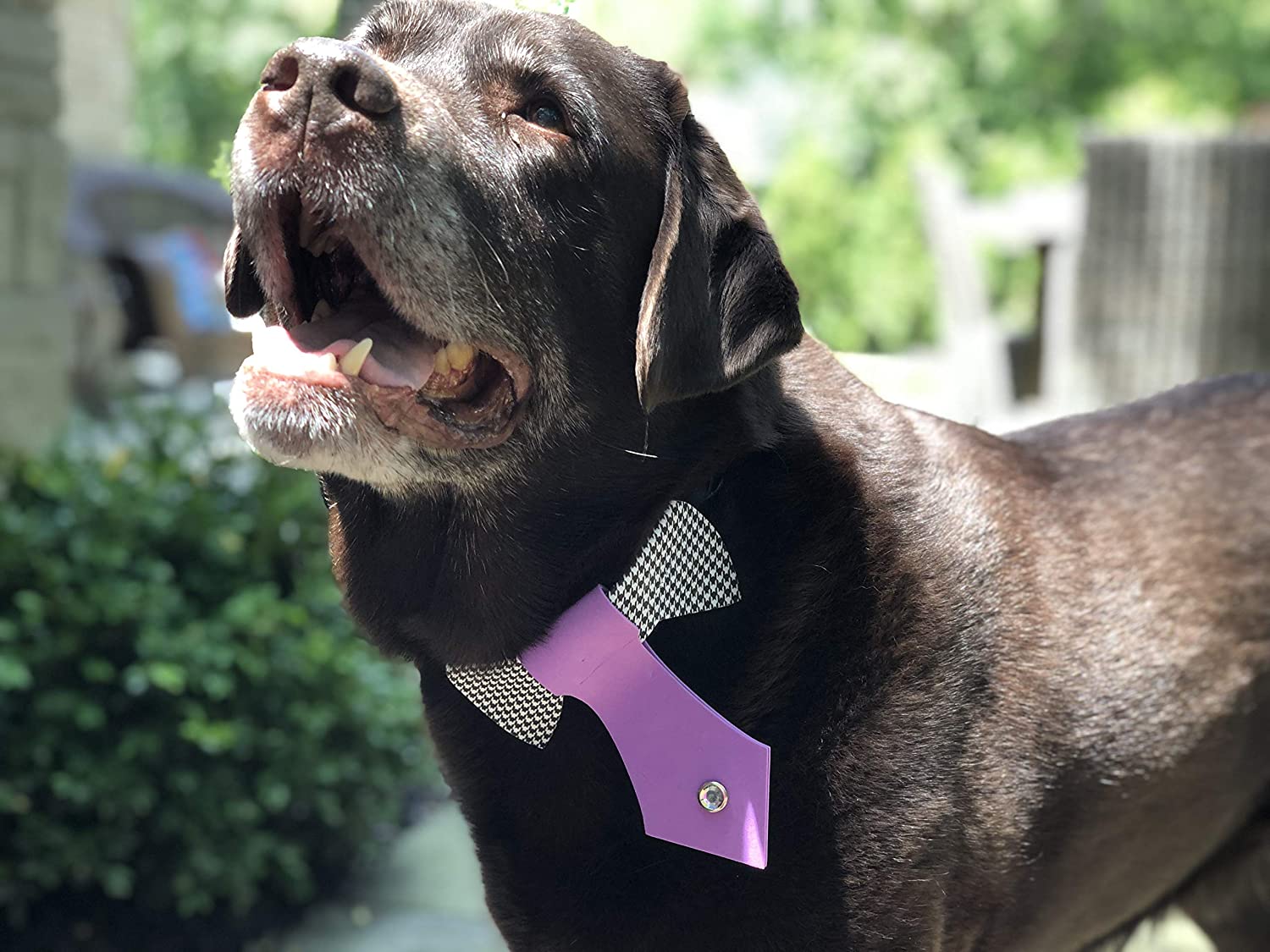 Wag Swag - SuperMom Headquarters